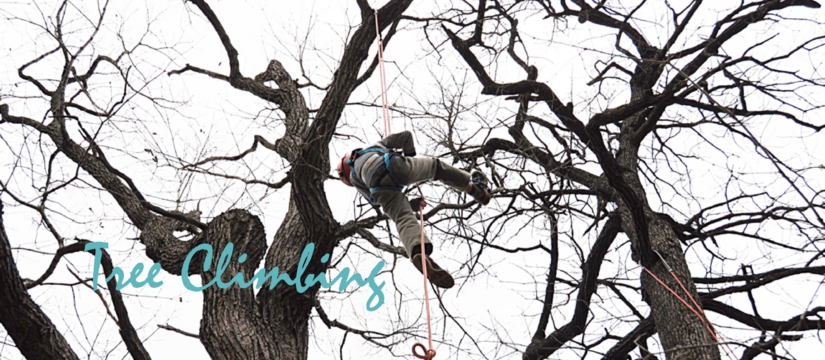 tree-climbing.jpg